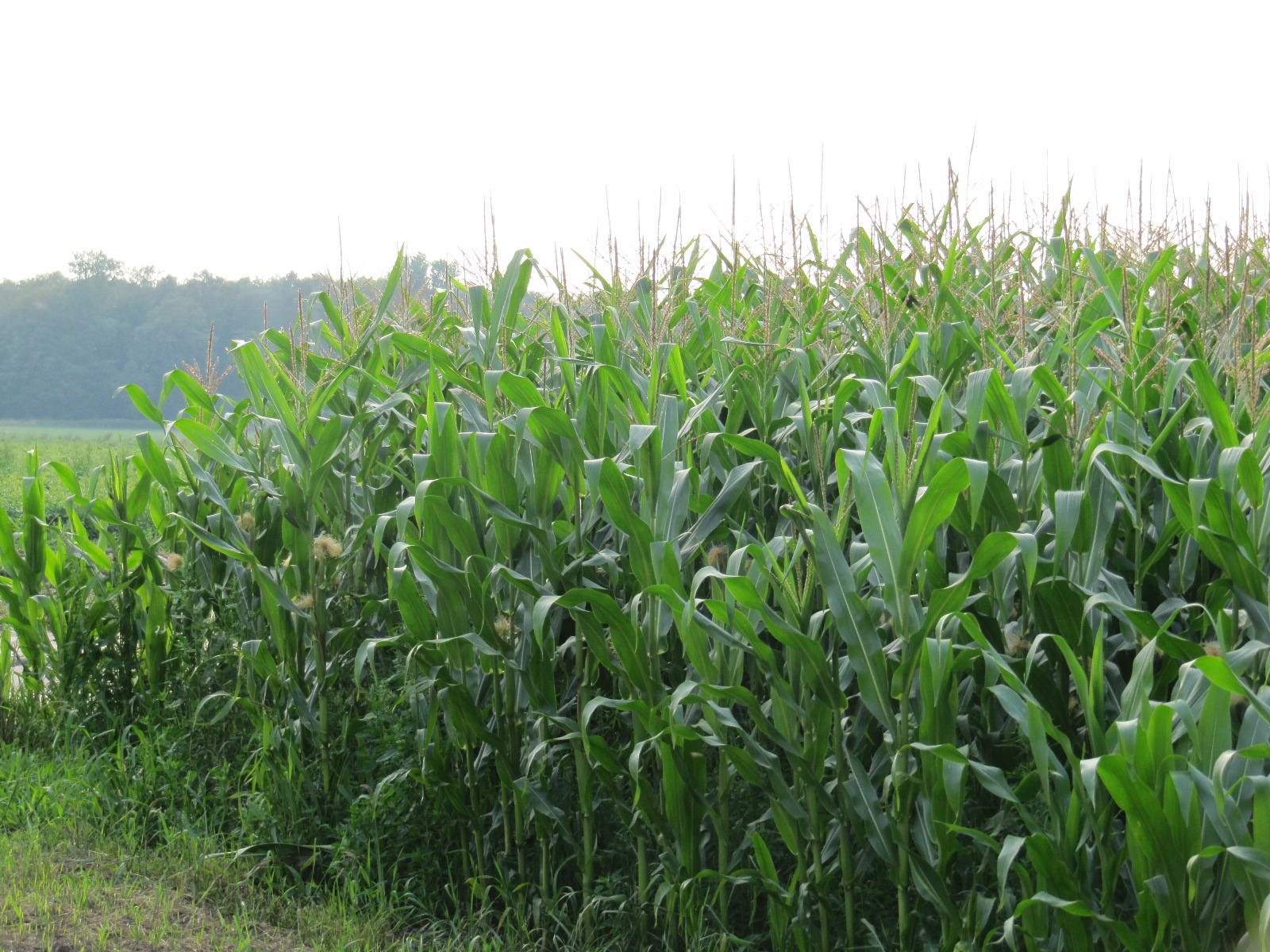 Garter Mademoiselle: Corn fields and childhood memories