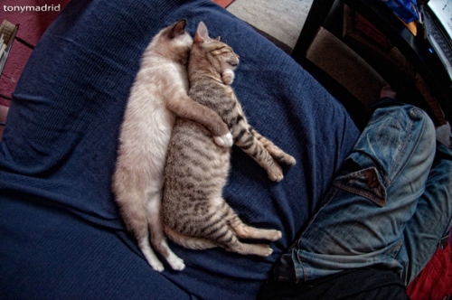Gaya Posisi Kucing Tidur yang Lucu dan Aneh!  keripiku blog