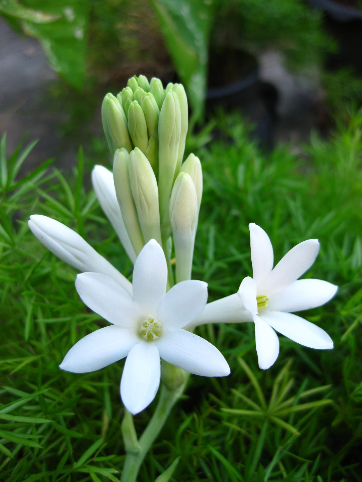 Pictures Of Tuberose 98