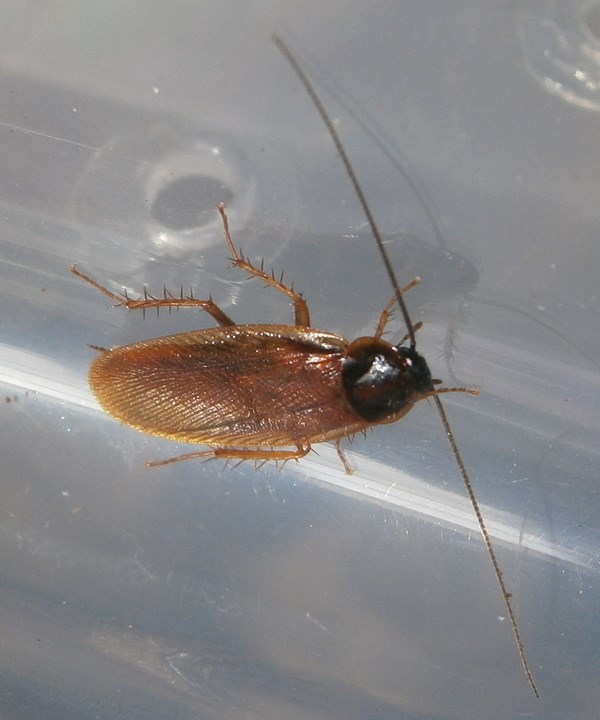 Hisserdude's Roaches P.bolliana%25231