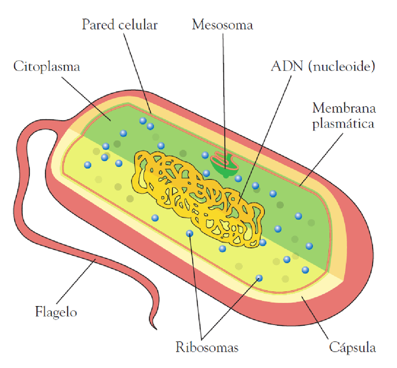 Прокариоты клетка рисунок. Строение бактерии мезосомы. Мезосома бактериальной клетки. Клетка мезосомы прокариот. Функции мезосомы в прокариотической клетке.