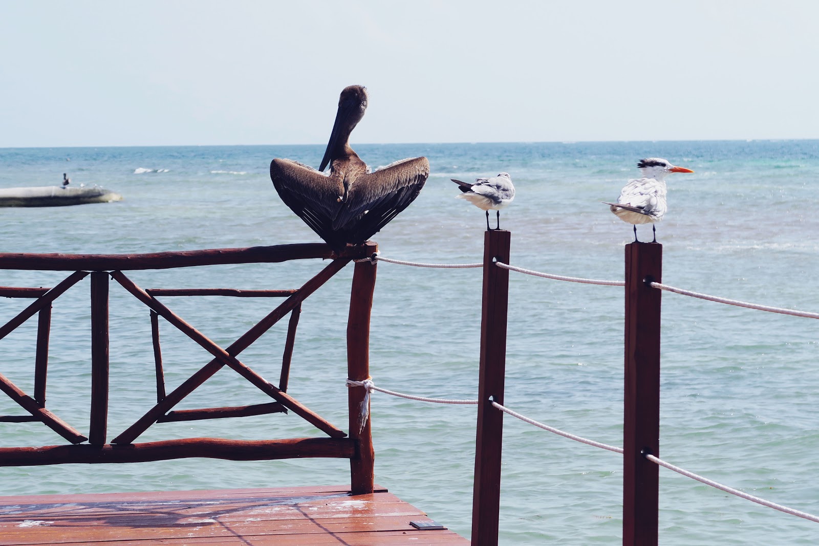 Float on, pelican