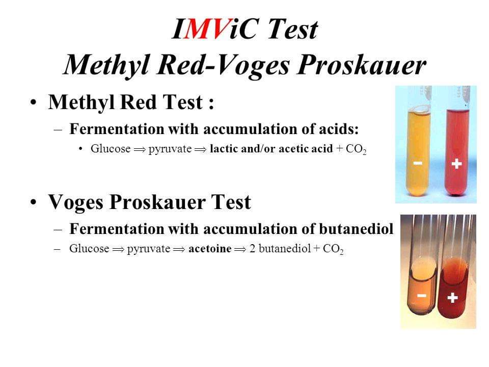 Ripani Musyaffa Ahdanlab Blog UJI MR DAN VP PERBENIHAN BAKTERI