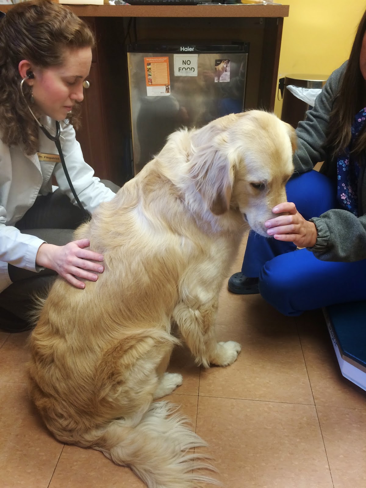 dog at vets for wellness exam heart health