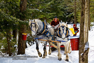 Sap Gathering Contest, Keene, New Hampshire, Stonewall Farm,