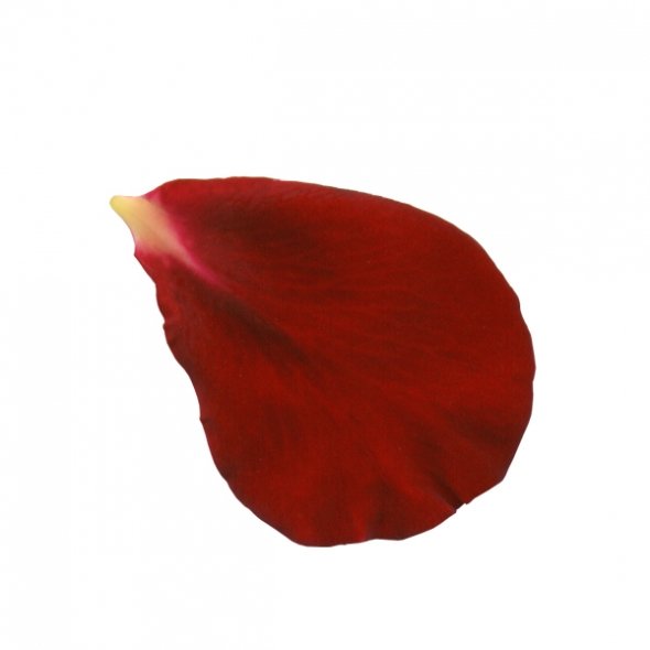 clip art rose petals - photo #1