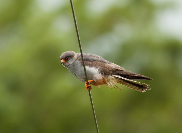 Red-footed Falcon - Chatterley, Staffordshire