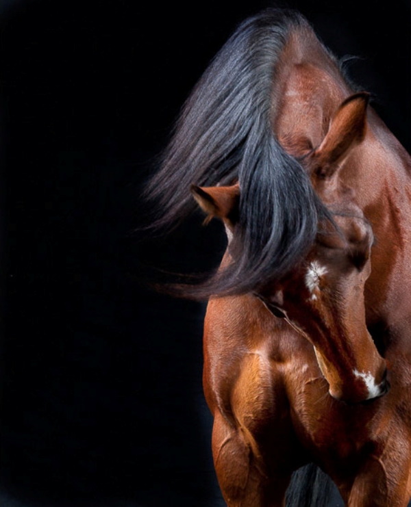 Красивые фотографии лошадей. Питер Сэмюэлс