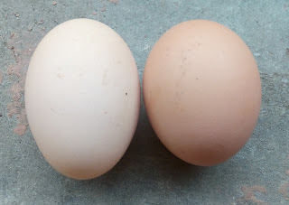 sexing day old chicks