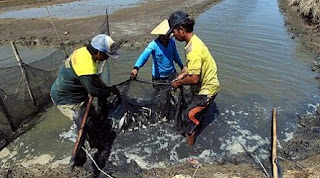 cara budidaya ikan bandeng tambak,cara budidaya ikan bandeng di kolam terpal,pakan ikan bandeng tambak,budidaya ikan bandeng air tawar,budidaya ikan bandeng di tambak,budidaya bandeng intensif, cara budidaya ikan bandeng tambak,cara budidaya ikan bandeng di kolam terpal,pakan ikan bandeng tambak,budidaya ikan bandeng air tawar,budidaya ikan bandeng di tambak,budidaya bandeng intensif,