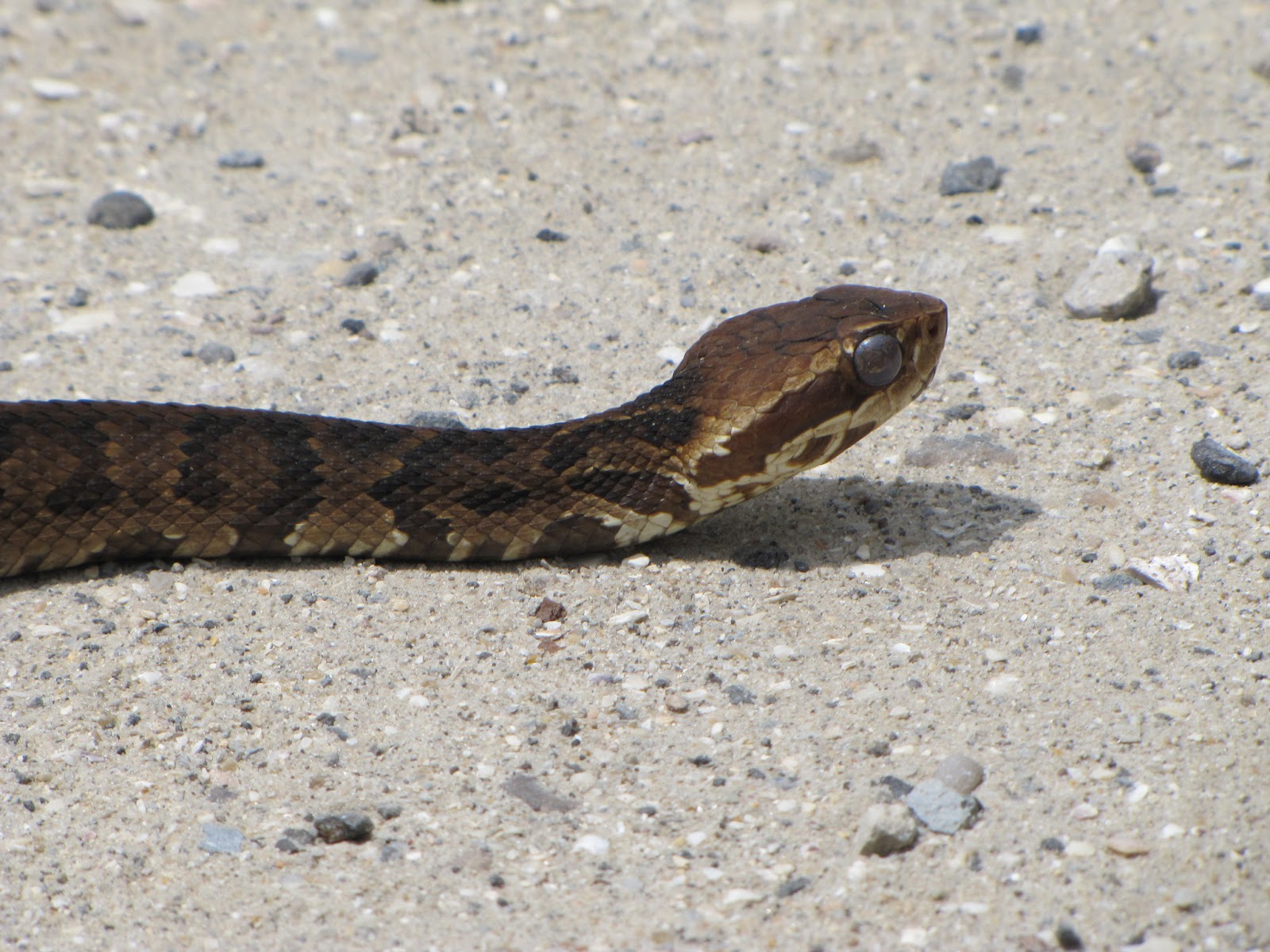 The Coast Island Snakes