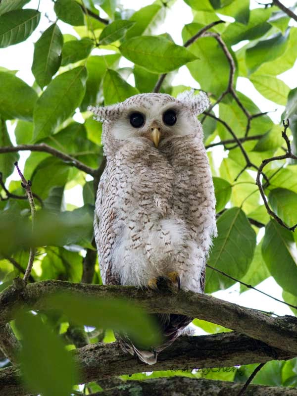 Jenis Burung Hantu Tingkat Kesulitan Memeliharanya Drh Barred Eagle Owl
