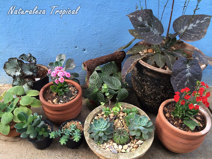 Consejos para cultivar en macetas