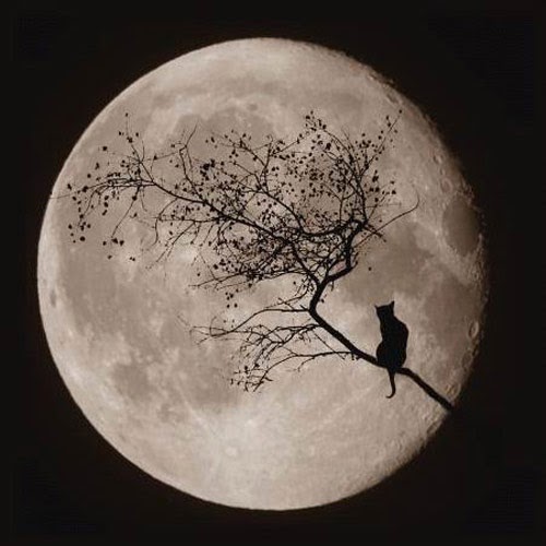amanecer Inspección sabiduría MenteImperfecta: Un gato mirando la luna