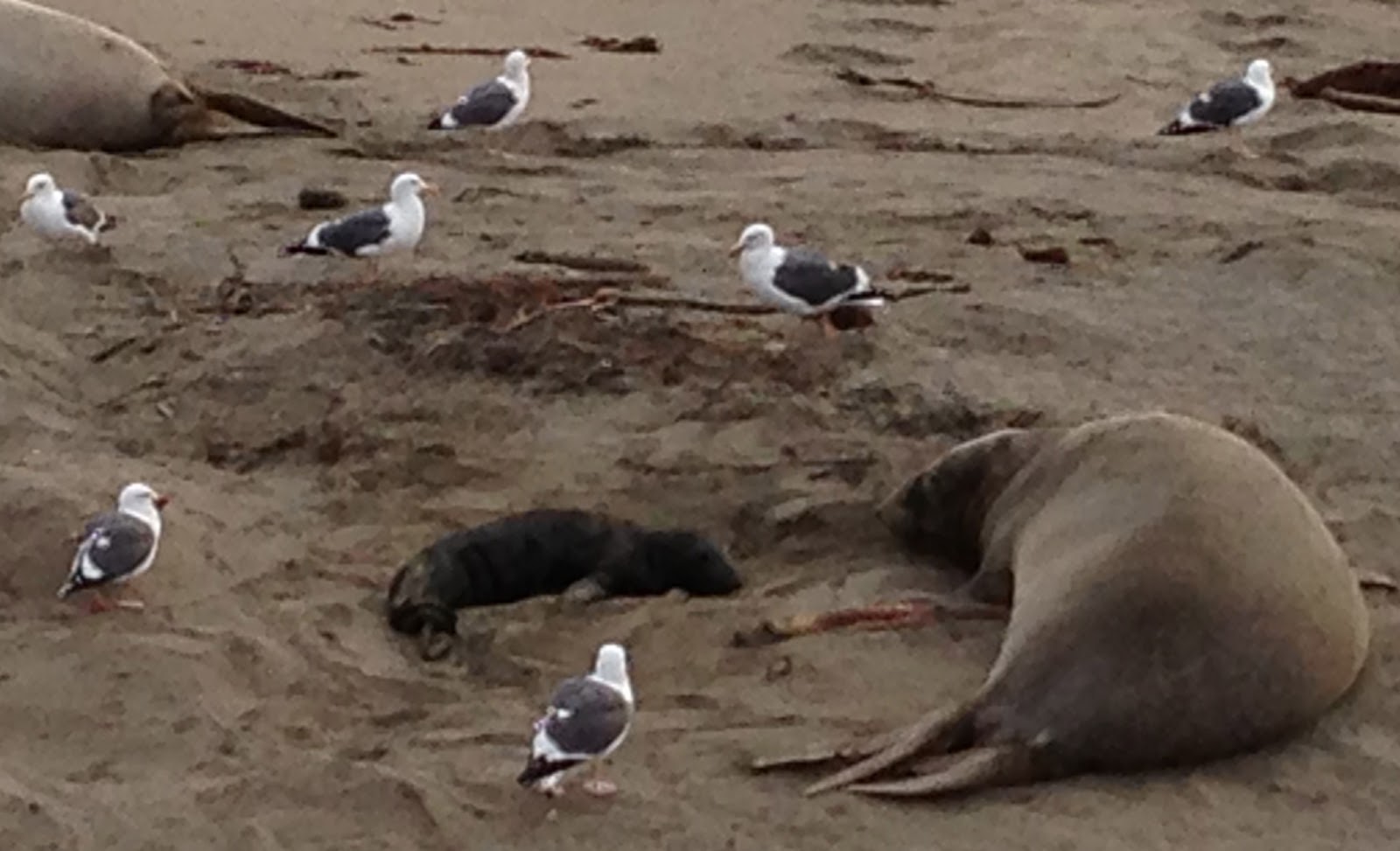 GREAT EATS HAWAII: ELEPHANT SEALS - CAMBRIA, CALIFORNIA