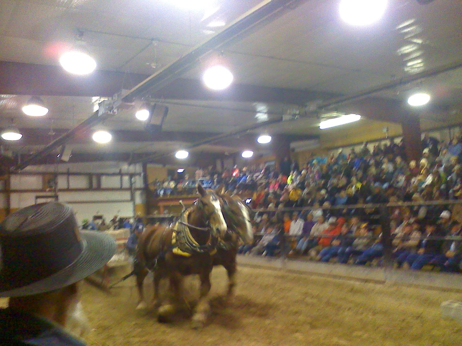 Amish Horses Amish Horses For Sale