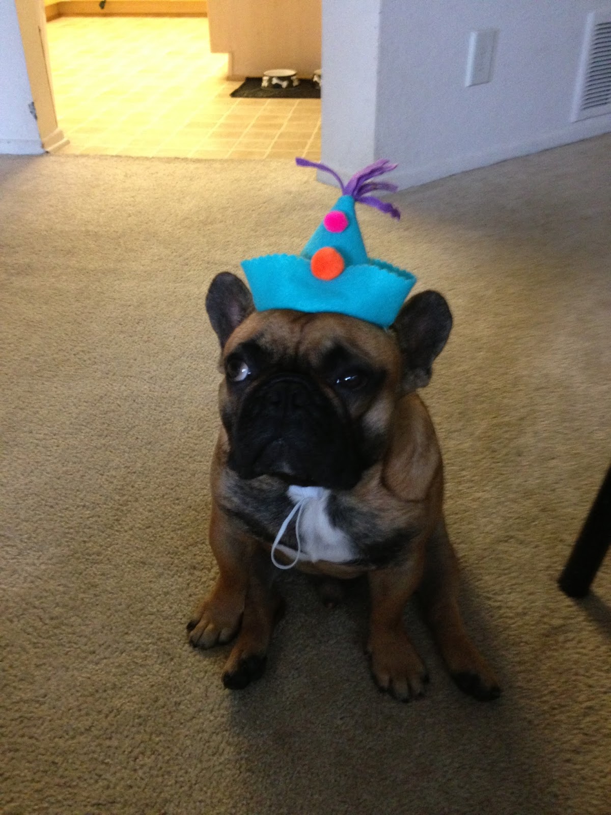 Pawdon My Frenchie DIY dog party hats