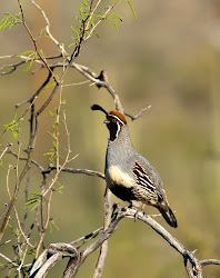 birds arizona birdmanbob quail