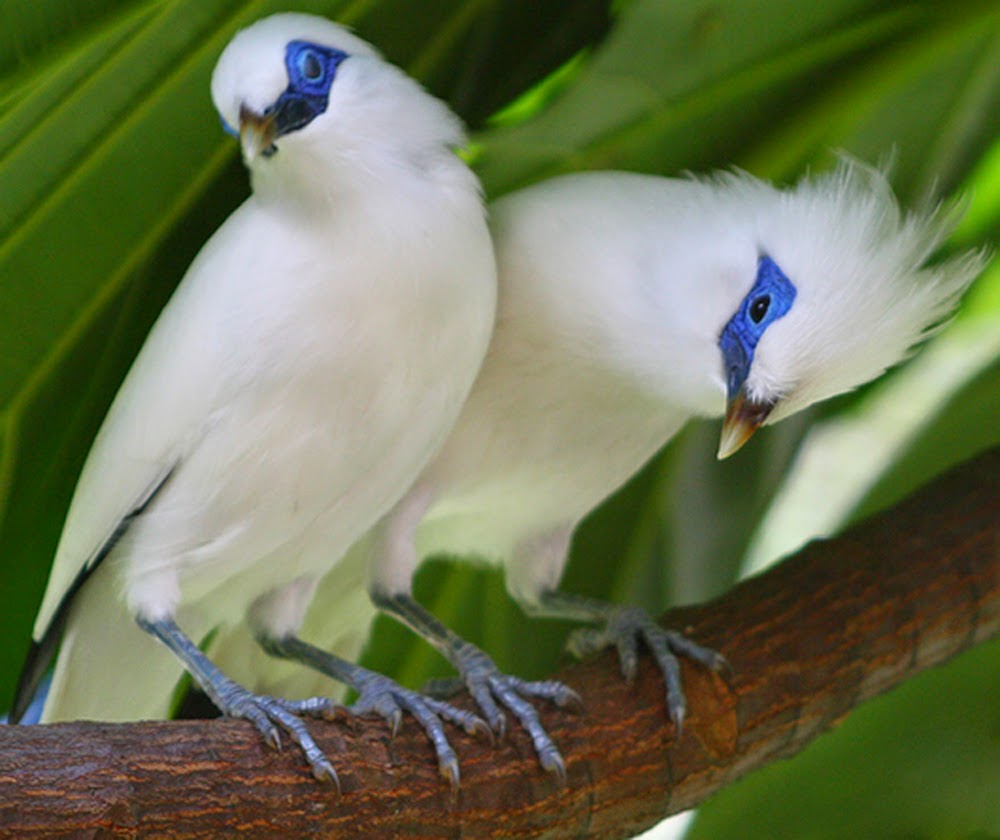 Mengenal Burung  Jalak Bali Budgie Bird