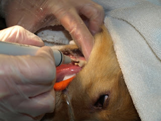 The technician rinses Teardrop's teeth with water sprayed from the ultrasonic 
scaler.