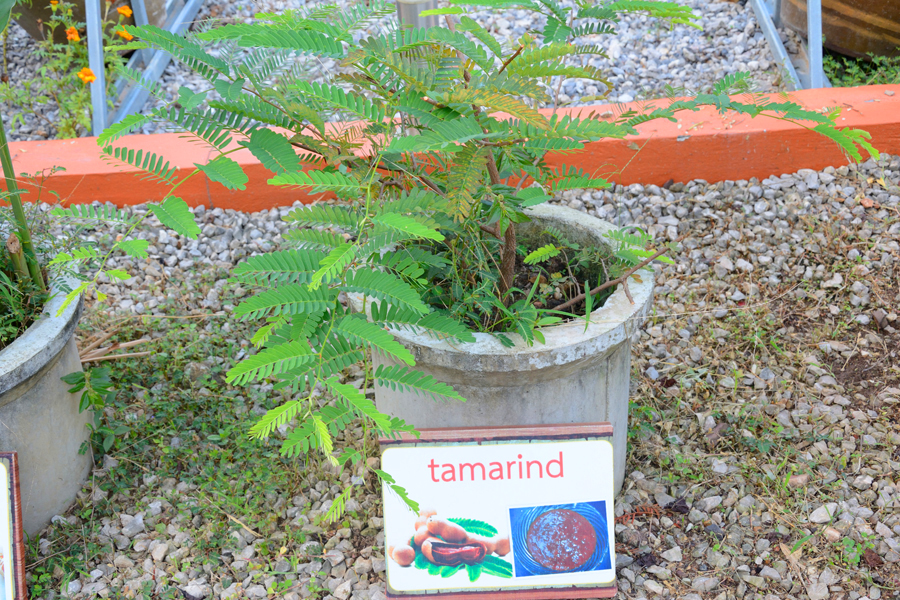 khao sok thailand, tamarind khao sok thailand, tamarind