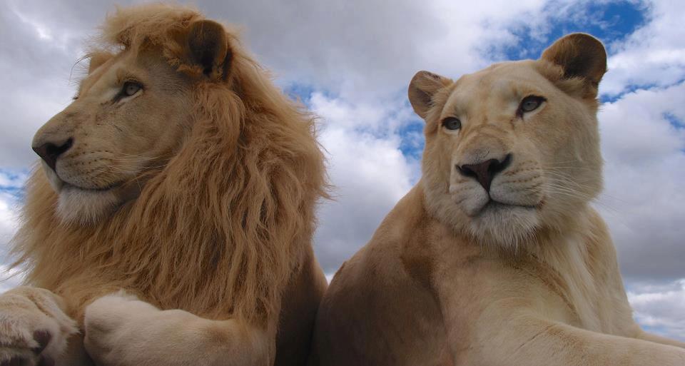 Discover Your Animal Totems