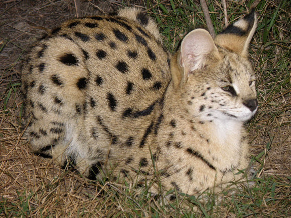 Serval Animal Info And Pictures | All Wildlife Photographs