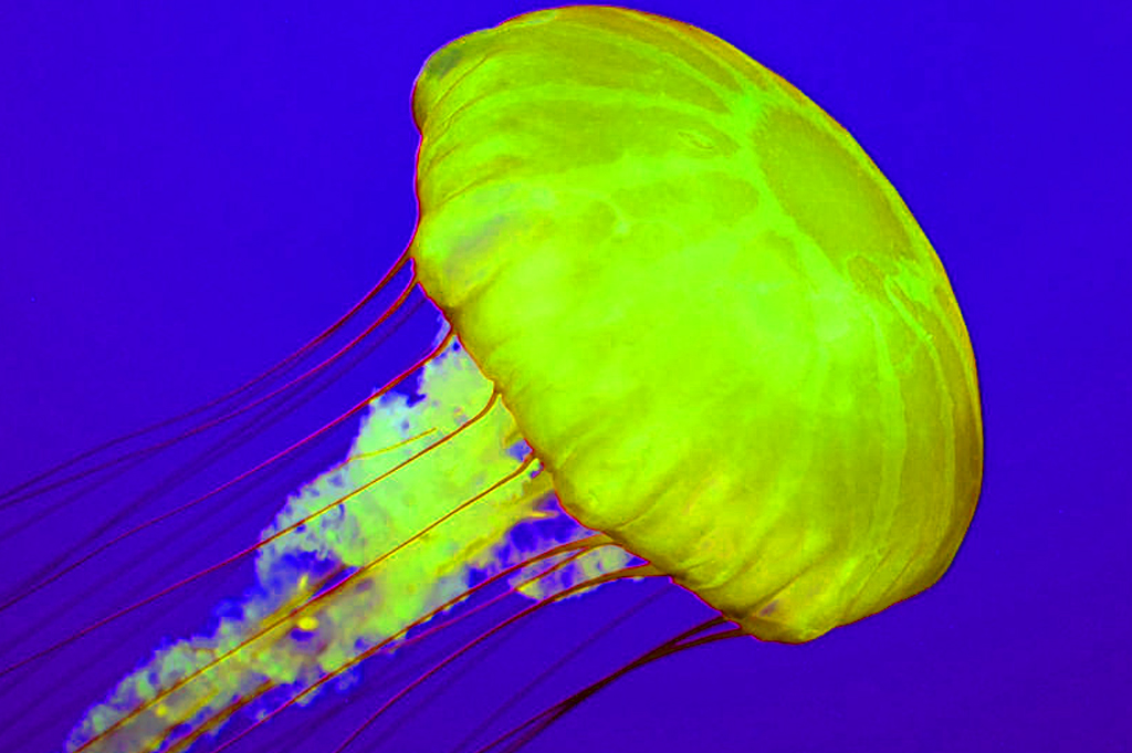 Gravitate Science How long do jellyfish live