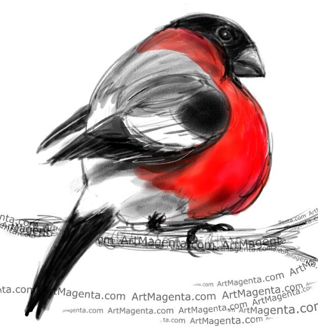 Bullfinch sketch painting. Bird art drawing by illustrator Artmagenta.