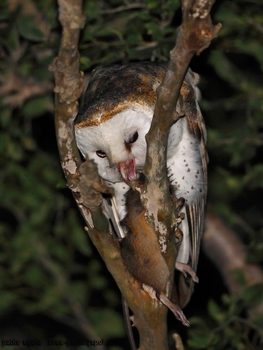 Tyto alba Lechuza de Campanario Common Barn Owl mis