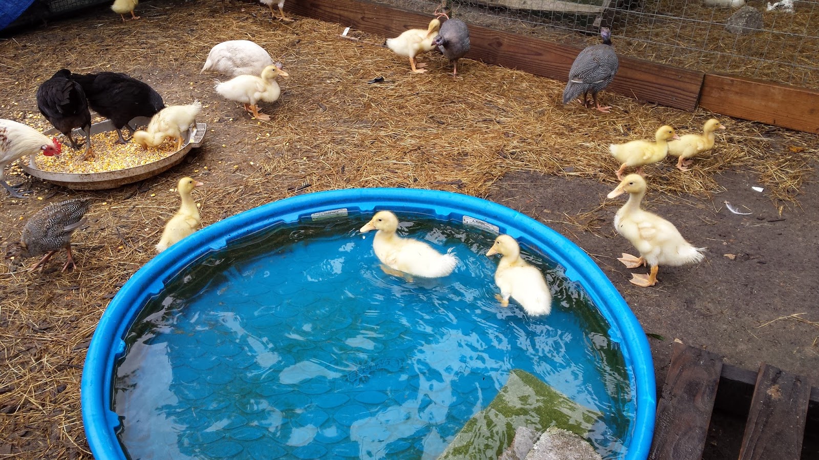 Little Eden Heirloom Farm Our Future Egg Layer Ducks
