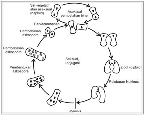 Jamur saccharomyces cerevisiae berkembang biak secara aseksual dengan cara membentuk