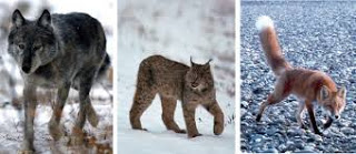 Denali national park wolves species list