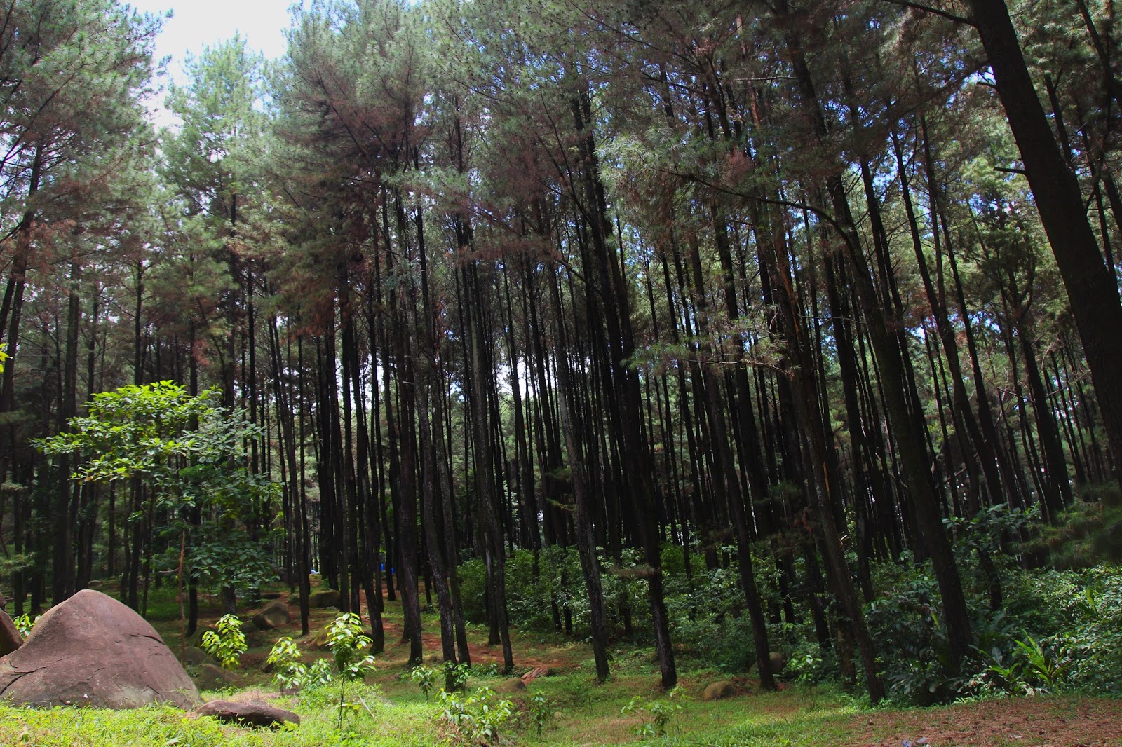 Wisata Gunung Pancar: Hutan Pinus dan Air Panas