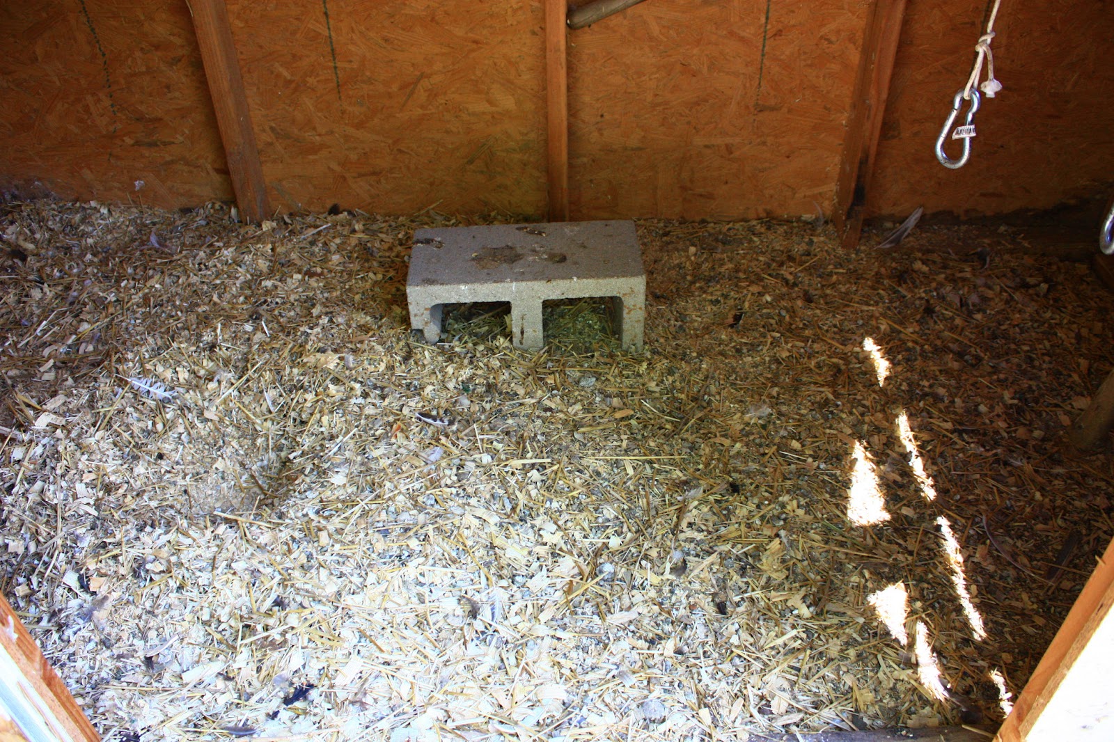 Cleaning the Chicken Coop