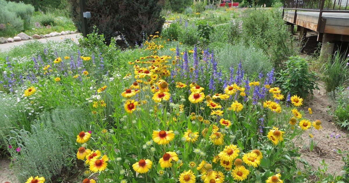 Colorado Mountain Gardener Landscaping with Colorado Native Plants
