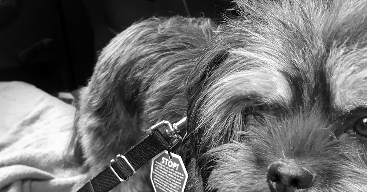 autogurt_hund — Die Hunde bellen