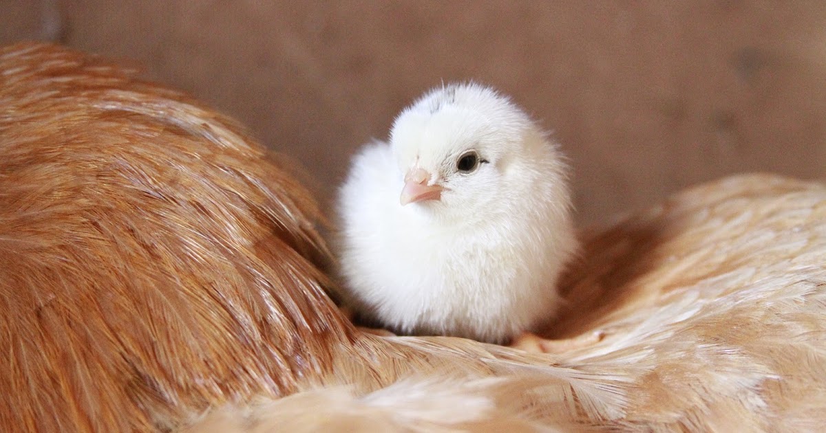 How To Hatch Chicken Eggs The Right Way TheRider'sPets