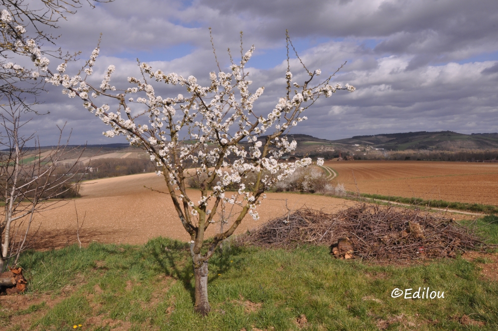 LE CHEMIN D'ESCOLIVES