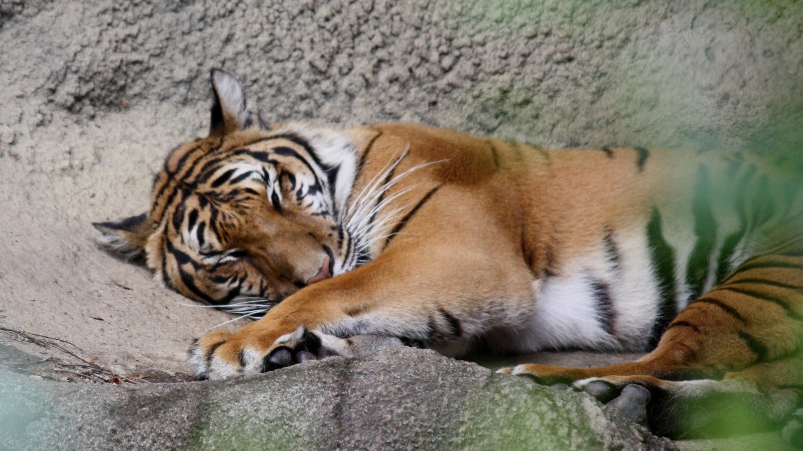 Binatang Unik Gambar Gambar Lucu Binatang Galau Terlengkap Display 