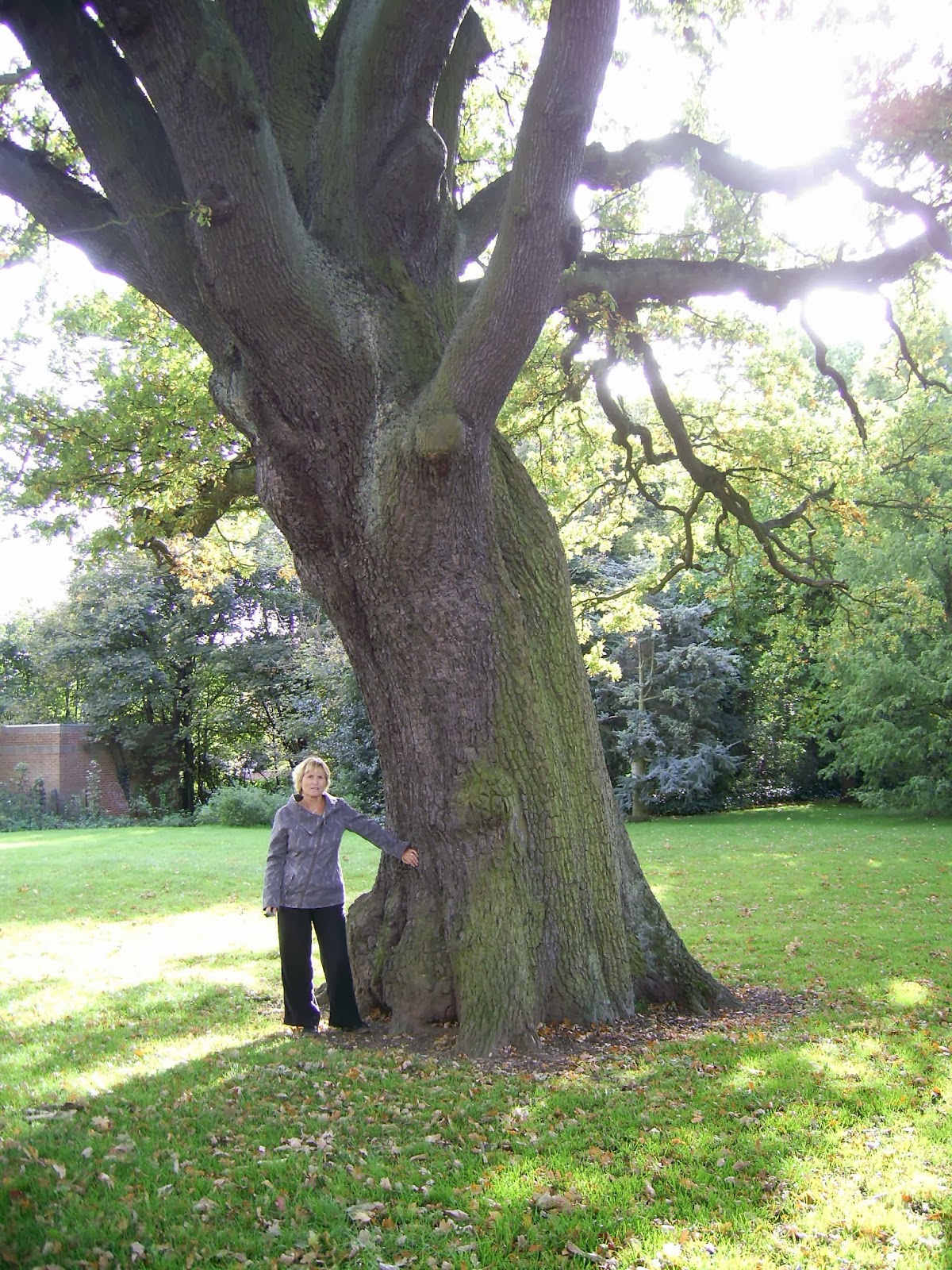 Giant Trees From Around The World Oak Trees