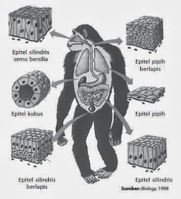 Jaringan epitel pada beberapa organ tubuh hewan