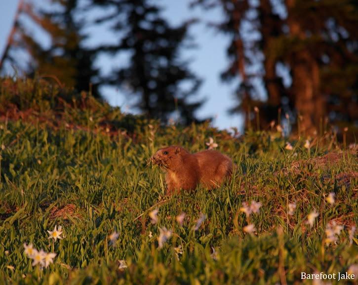 Olympic Marmot gathering Olympic Marmot