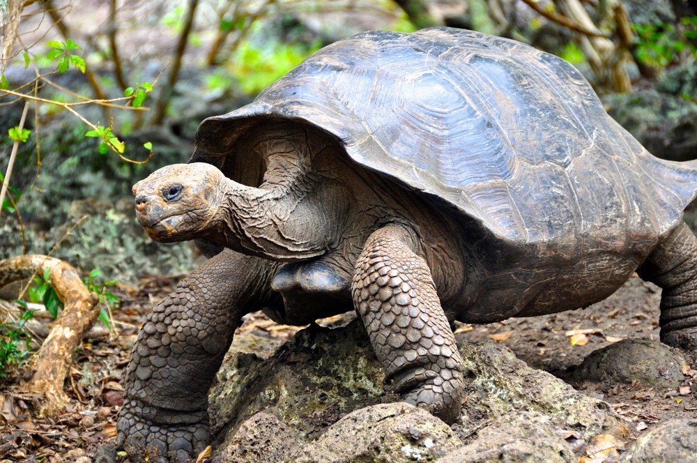 Galapagos giant tortoise