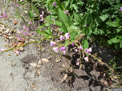 ムラサキの花 ムラサキの花