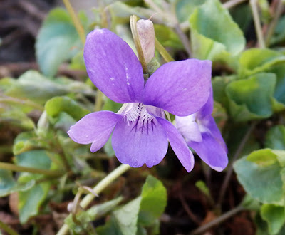 Flores violetas de Viola riviniana