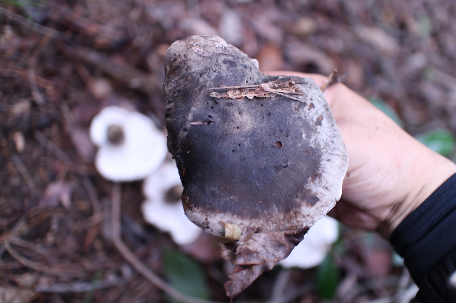 俺達の田舎暮らし きのこ狩り 第十一話 焼きクロカワ
