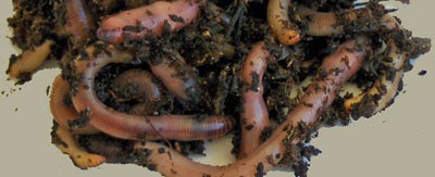 Worm Farm Business: What to Feed Worms