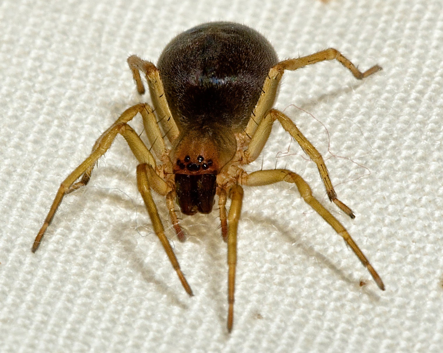 Maine Spiders The Spider Guide