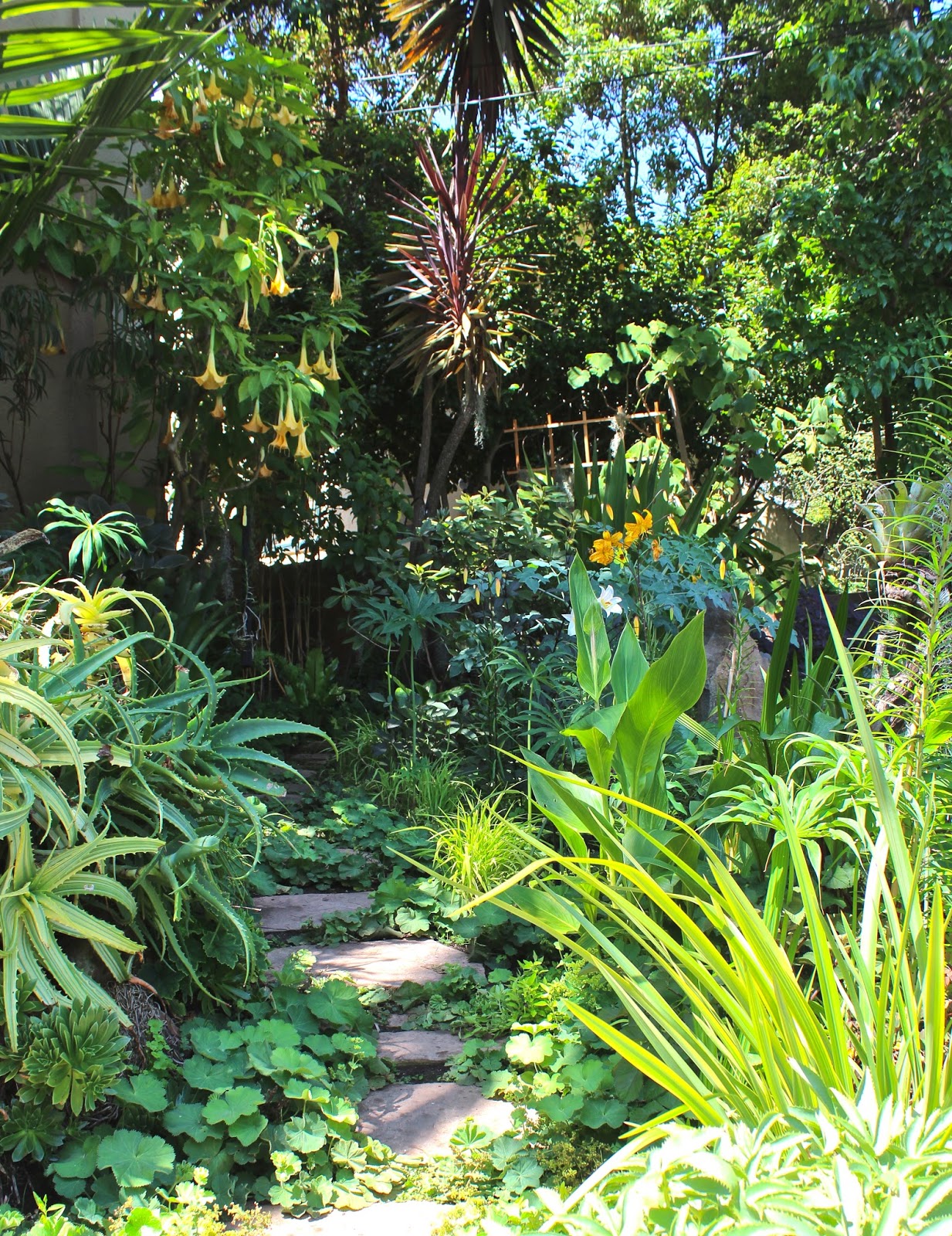Sharing Nature's Garden: Stunning San Francisco Fling ... Sharing Nature's Garden: Stunning San Francisco Fling ... on My Dream Patio id=56915